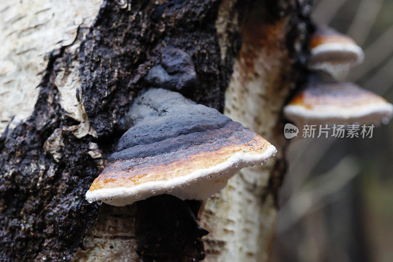 木真菌(Fomitopsis pinicola)